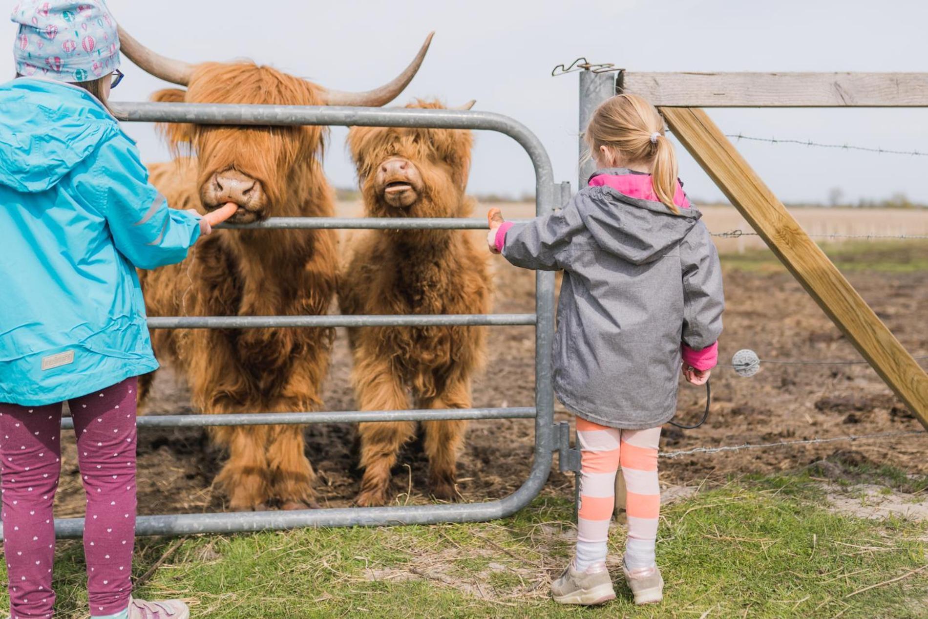 Buedlfarm - Der Familien-Erlebnishof In Strandnaehe Fehmarn Luaran gambar